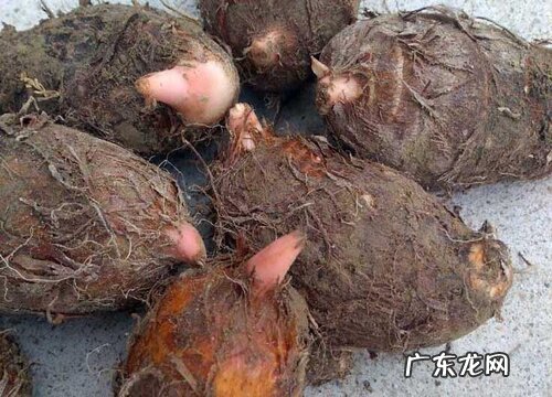 芋头几月份成熟采摘