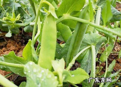 豌豆什么季节成熟上市
