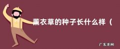 图片 薰衣草的种子长什么样
