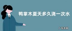 鸭掌木夏天多久浇一次水 夏季浇水方法