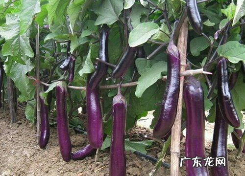 茄子什么季节成熟上市