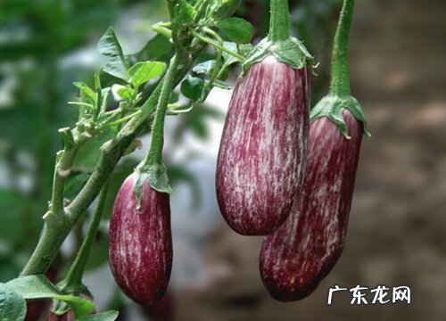 茄子什么季节成熟上市