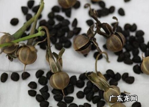 图片 牵牛花的种子长什么样