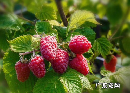 树莓几月份成熟采摘