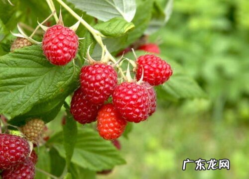 树莓几月份成熟采摘