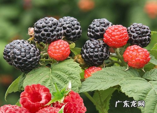树莓几月份成熟采摘