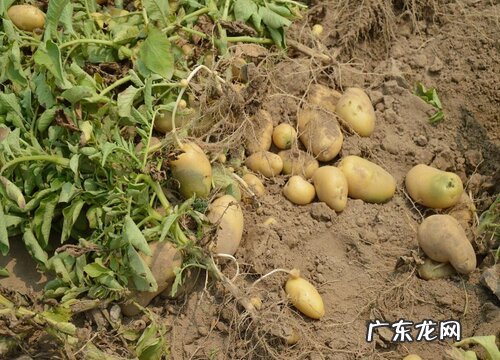 马铃薯什么季节成熟上市