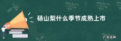 砀山梨什么季节成熟上市