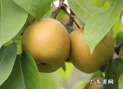 沙梨什么季节成熟上市