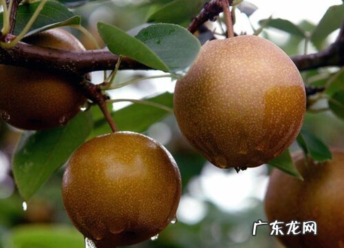 沙梨什么季节成熟上市