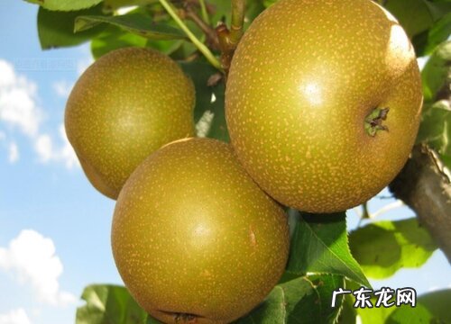 沙梨什么季节成熟上市