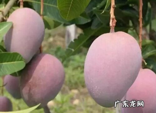 凯特芒什么季节成熟上市