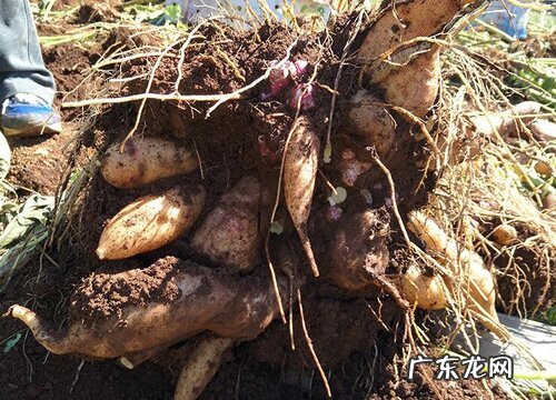 雪莲果几月份成熟采摘