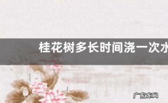 桂花树多长时间浇一次水