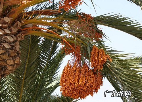 椰枣什么季节成熟上市