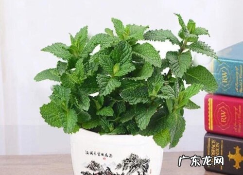 罗勒怎么浇水方法