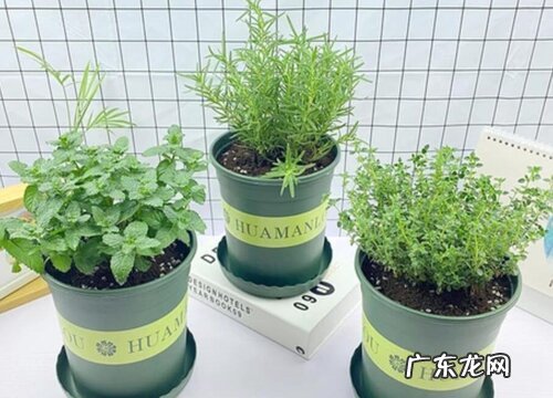 罗勒怎么浇水方法
