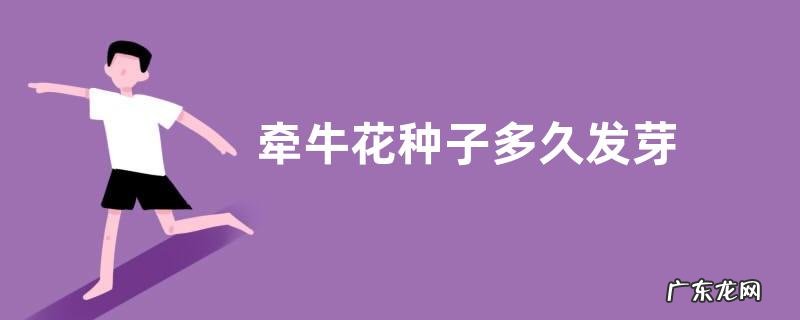 牵牛花种子多久发芽