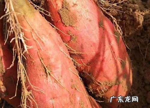 红薯什么季节上市
