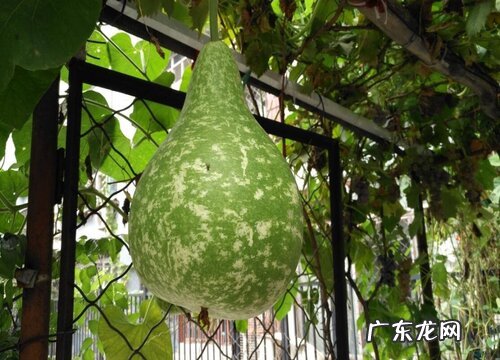 葫芦什么季节成熟上市