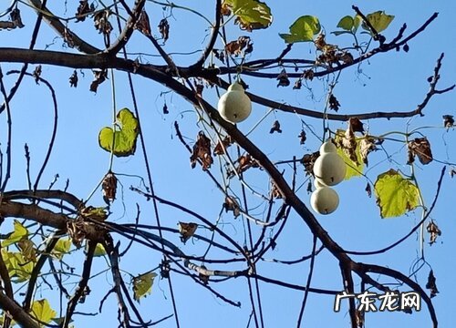 葫芦什么季节成熟上市