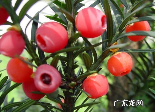 红豆杉可以放卧室吗 有没有毒