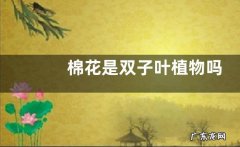 棉花是双子叶植物吗