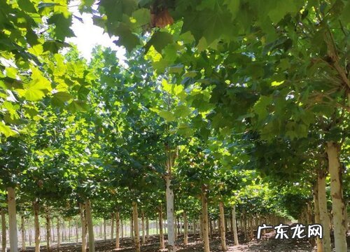 桐树风水作用与寓意