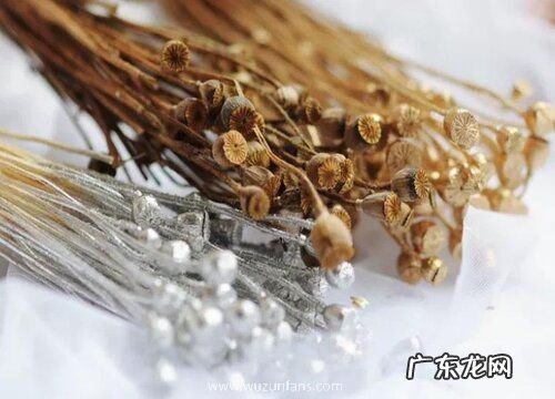 虞美人果实有什么用