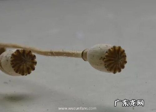 虞美人果实有什么用
