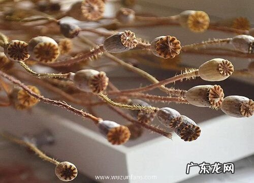 虞美人果实有什么用
