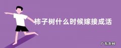 柿子树什么时候嫁接成活率高