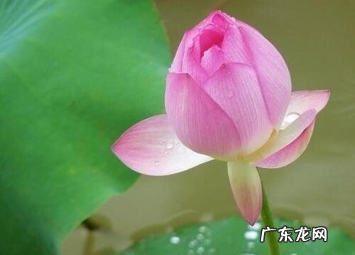 荷花什么时候长花苞
