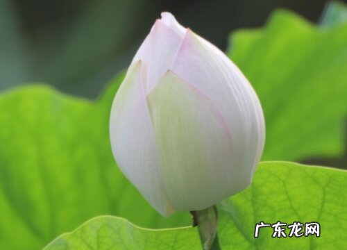 荷花什么时候长花苞