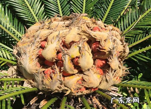铁树结的果实有什么用