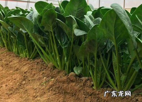 菠菜什么季节成熟上市