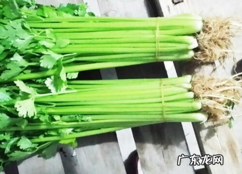 西芹的种植方法和时间