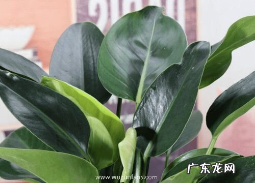北阳台适合种什么植物