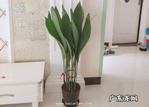 北阳台适合种什么植物