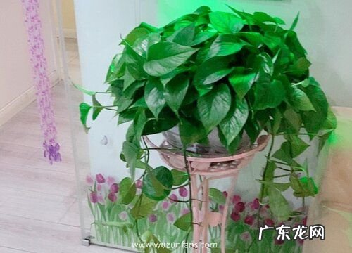 北阳台适合种什么植物