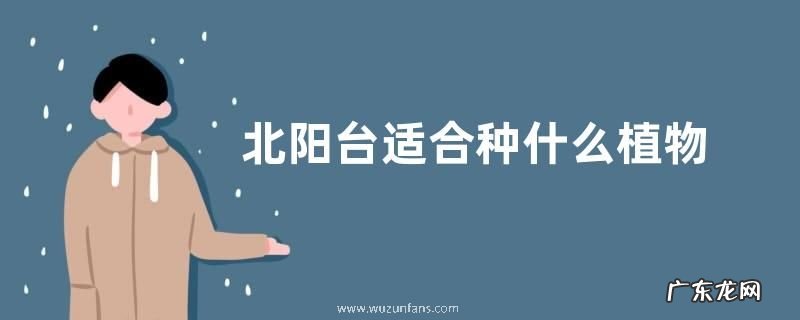 北阳台适合种什么植物