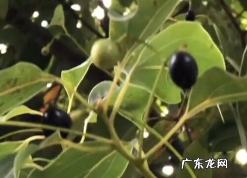 樟木果实有什么用