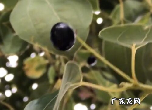 樟木果实有什么用