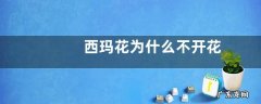 西玛花为什么不开花