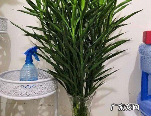 招财竹怎么养才能更旺盛