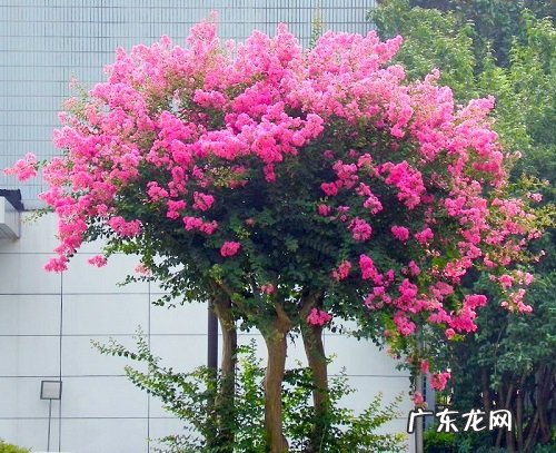 庭院种紫薇好吗