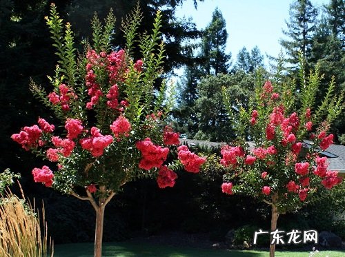 庭院种紫薇好吗