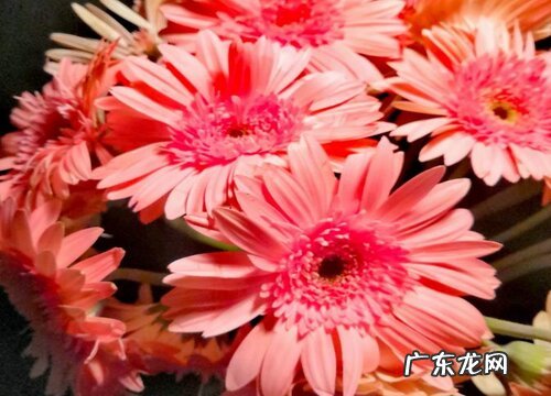 非洲菊怎么醒花