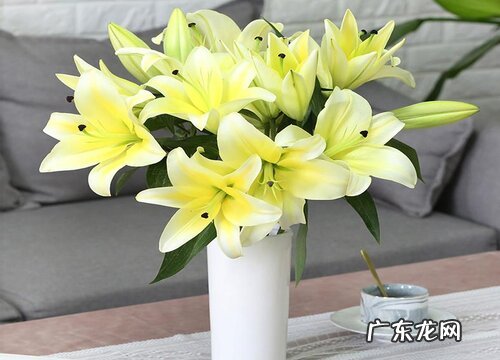 香水百合怎么醒花