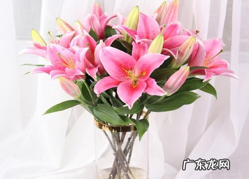 香水百合怎么醒花